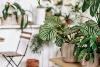 Bright home interior design with indoor plants.Urban jungle concept.